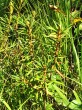 Ledum palustre (northern Labrador tea) - Rojkov peat bog (Slovakia)