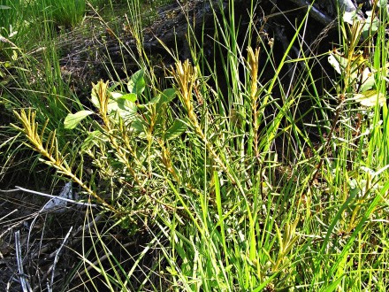 Ledum palustre (northern Labrador tea) - Rojkov bog 7/2007 (in the spring of 2020 I didn't find any marsh primrose on the Rojkov bog? !)