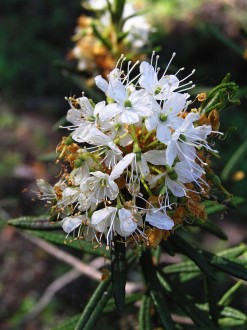 Ledum palustre (northern Labrador tea)