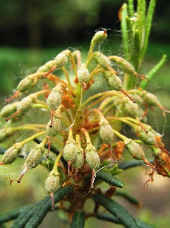 Ledum palustre (northern Labrador tea)