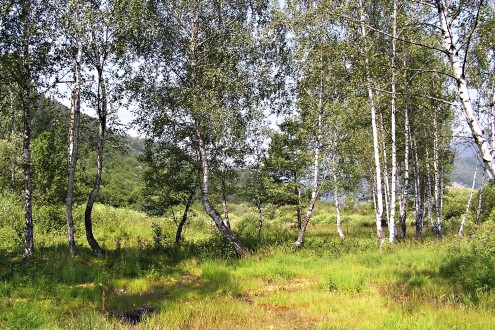 Ledum palustre (northern Labrador tea) - location of occurance in Rojkov peat bog
