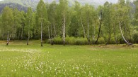 Ledum palustre (northern Labrador tea) - location of occurance in Rojkov peat bog