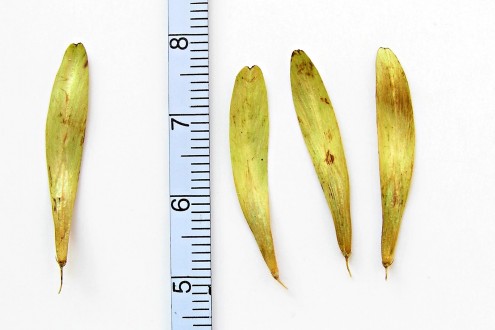 Fraxinus ornus (South European flowering ash)