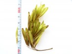 Fraxinus ornus (South European flowering ash) - infructescence