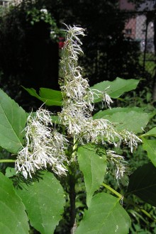 Fraxinus ornus (South European flowering ash)
