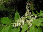 Fraxinus ornus (South European flowering ash)