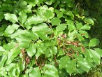 Fraxinus ornus (South European flowering ash) - twig with leaves