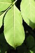 Fraxinus ornus (South European flowering ash) - underside on the midrib and in the vein axils white tomentose