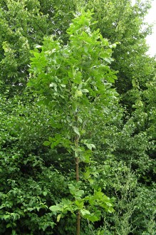 Fraxinus ornus (South European flowering ash) - Devínska Kobyla (7/2011)