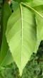 Fraxinus ornus (South European flowering ash) - underside