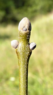 Fraxinus ornus (South European flowering ash)
