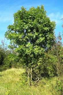 Fraxinus ornus (South European flowering ash) - Burda, Kováčovské hills (8/2014)