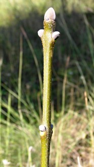 Fraxinus ornus (South European flowering ash)