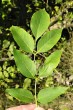Fraxinus ornus (South European flowering ash) - top side