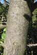 Fraxinus ornus (South European flowering ash) - bork