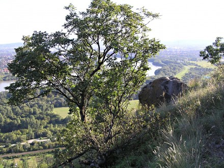 Fraxinus ornus (South European flowering ash) - Burda, Kováčovské hills (8/2014)