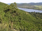 Fraxinus ornus (South European flowering ash) - Burda, Kováčovské hills (8/2014)