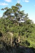 Fraxinus ornus (South European flowering ash) - Burda, Kováčovské hills (8/2014)