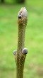 Fraxinus ornus (South European flowering ash)