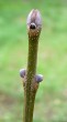 Fraxinus ornus (South European flowering ash)