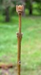 Fraxinus ornus (South European flowering ash)