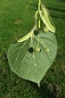 Tilia platyphyllos (Large-leaved lime)