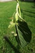 Tilia platyphyllos (Large-leaved lime)