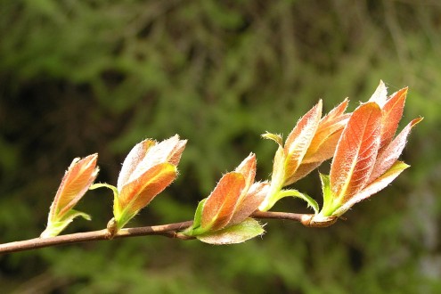 Salix silesiaca (Silesian willow) - twig with young leaves