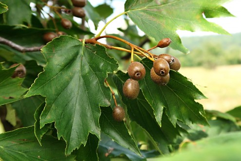 Sorbus torminalis