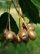 Sorbus torminalis
