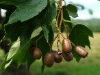 Sorbus torminalis