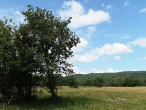 Sorbus torminalis - in the Zádielska plain