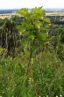 Sorbus torminalis - Devínska Kobyla, Slovakia