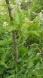 Sorbus torminalis - the bark
