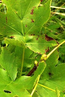 Sorbus torminalis