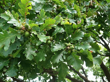 Quercus polycarpa (Multi-fruited oak)