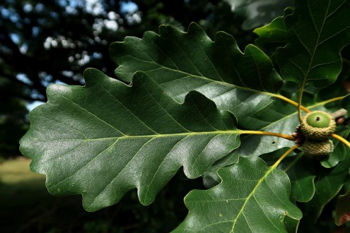 Quercus polycarpa (Multi-fruited oak) - upper side