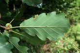 Quercus polycarpa (Multi-fruited oak) - underside