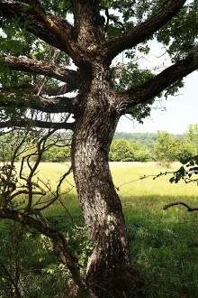 Quercus polycarpa (Multi-fruited oak) - bork