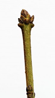 Ligustrum vulgare