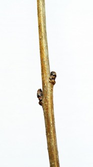 Ligustrum vulgare