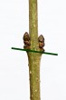 Ligustrum vulgare - buds arranged diagonally opposite