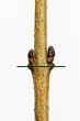 Ligustrum vulgare - buds directly opposite