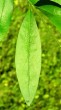 Ligustrum vulgare - top side