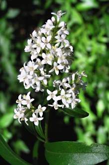 Ligustrum vulgare