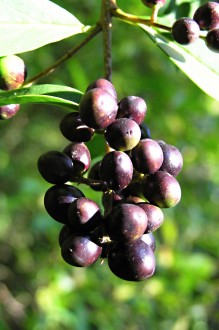 Ligustrum vulgare