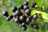 Ligustrum vulgare