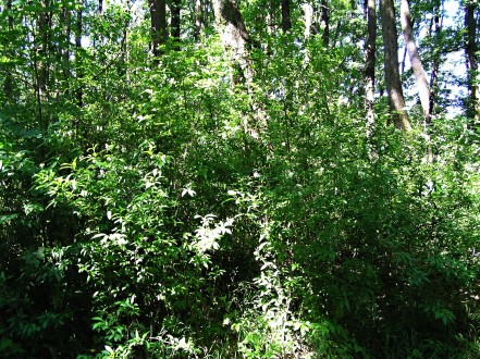 Ligustrum vulgare - as a lower layer in oak stands