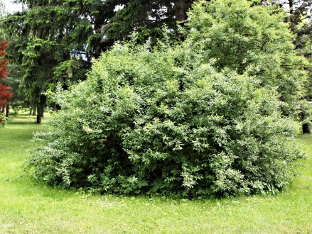 Ligustrum vulgare