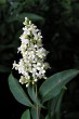 Ligustrum vulgare